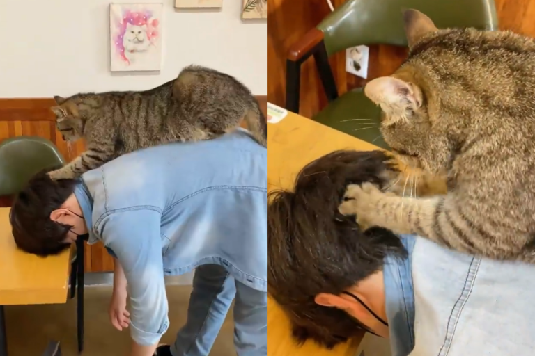 貓貓趴在人類背上，幫忙放鬆緊張的頭部。（圖／Instagram＠ catlover_garden）