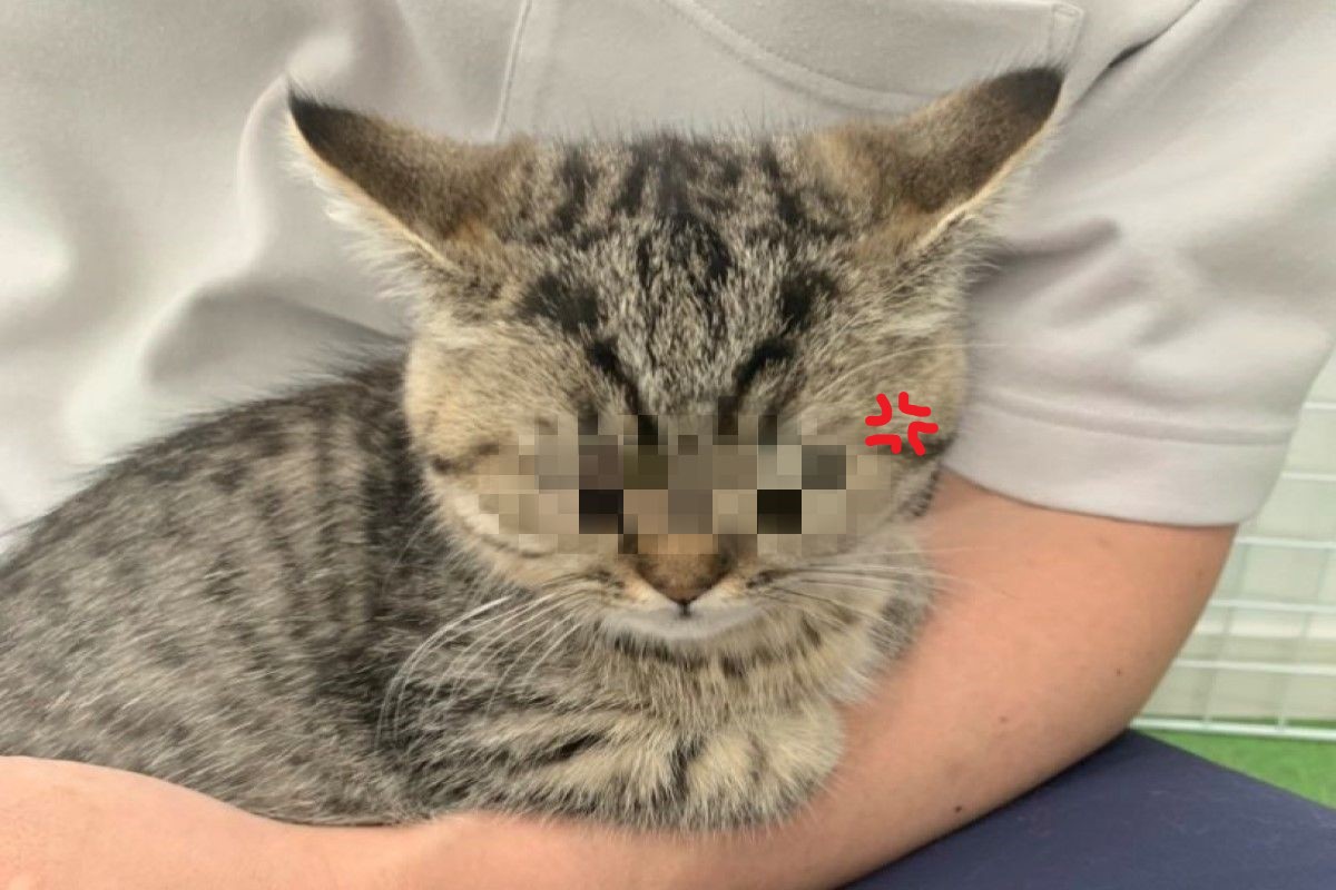 日本一隻小貓洗澡後眼神全變了，不僅開飛機耳，眼神也超殺！（圖／twitter @bobo_mumu0302）