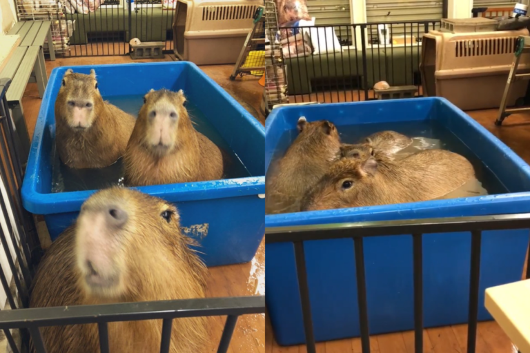 水豚君在大水箱裡玩水，三隻不停轉圈圈的樣子就像滾筒洗衣機！（圖／Instagram@ capybara_land_puipui）