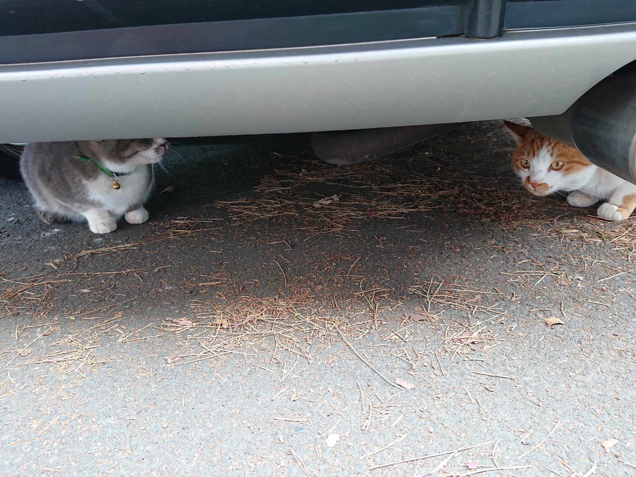 兩隻貓貓在車子下方聊天？（圖／Twitter@ pe39pe）