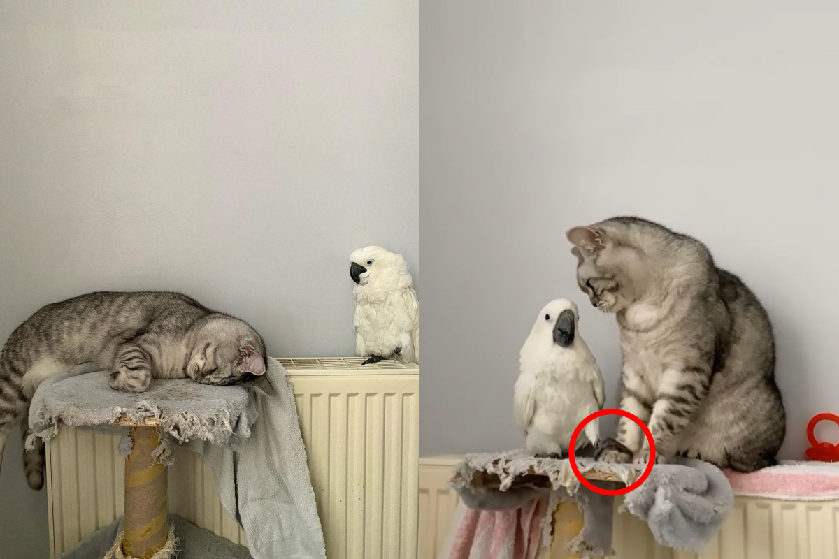 鸚鵡緩緩靠近貓咪，還伸出「鹹豬手」摸上貓掌！（圖／Instagram＠ zazooandsimba）