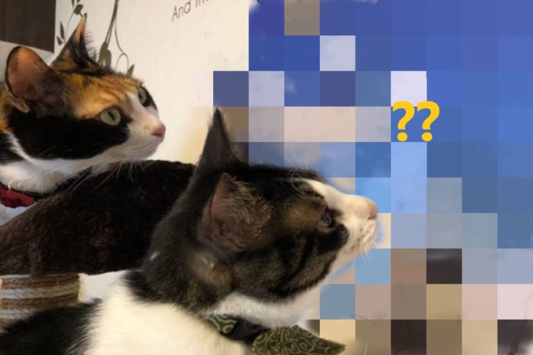 日本一名飼主為了不讓貓咪亂抓牆，竟然使出「這一招」吸引貓咪注意！（圖／twitter @HOMEALONE_ksk）