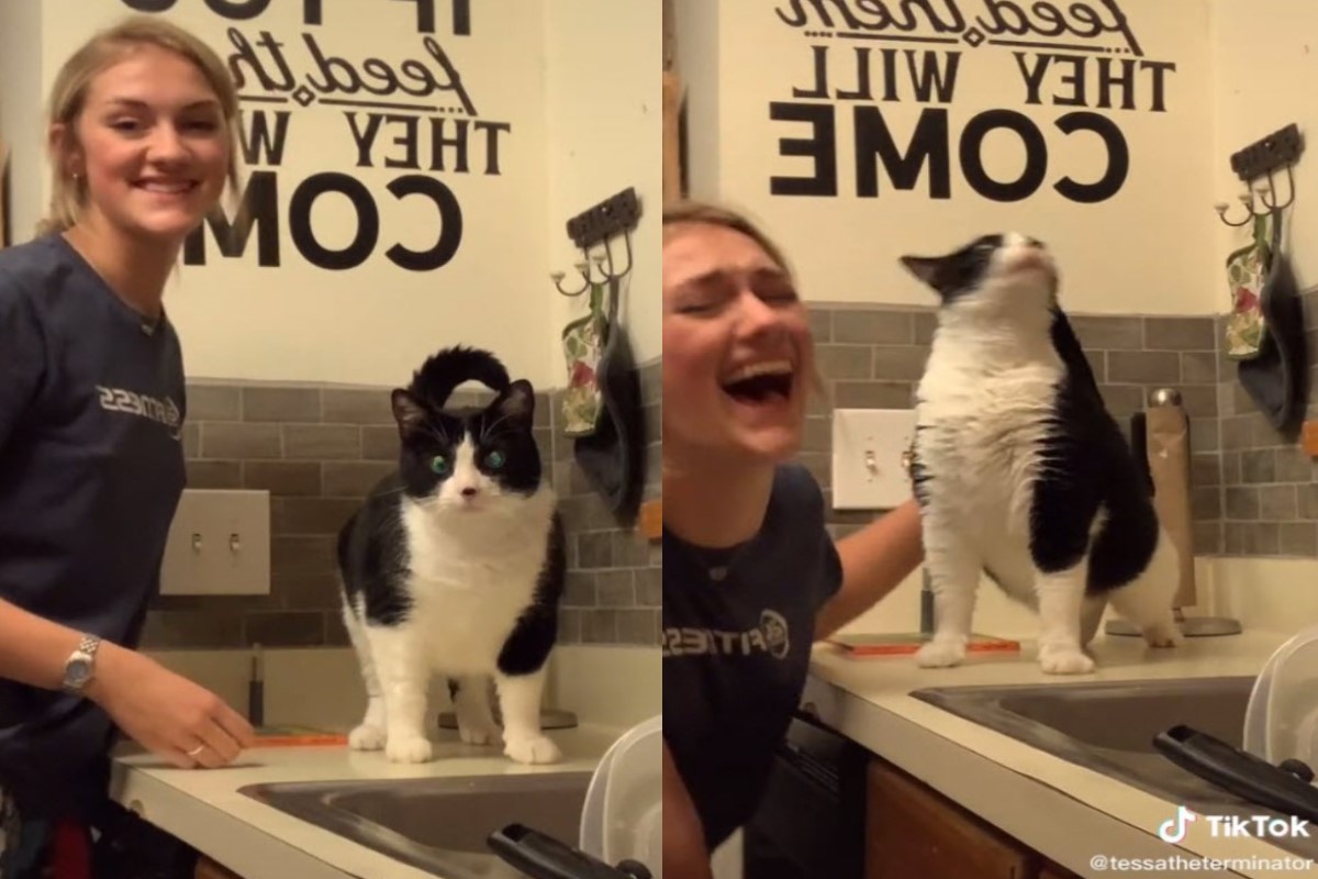 女子替貓咪抓背，牠竟然變成「唐老鴨」還左右擺頭！（圖／tik tok @tessatheterminator）