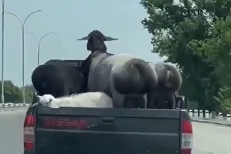 前車的兩頭羊擁有誘人美尻，隨著車身上下晃動超吸睛！（圖／Facebook＠ NL Martinez） 