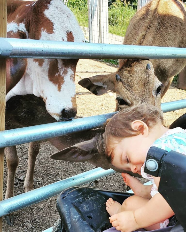 農場中飼養多種動物，大家都對小嬰兒非常好奇。（圖／Instagram＠ krazywfarms）