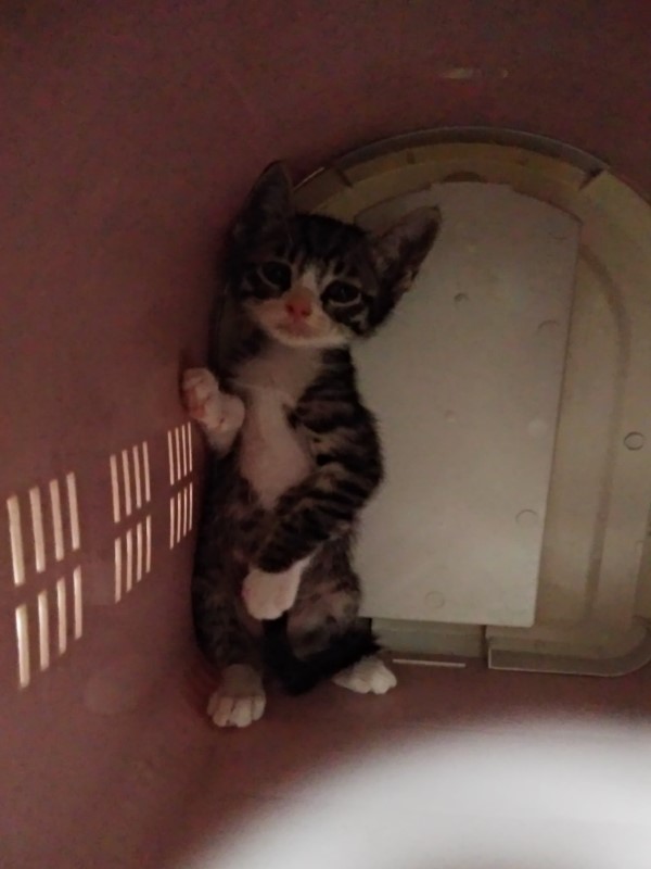 醫院初體驗！小貓回來竟站在貓籠角落　一臉驚恐：嚇死寶寶！