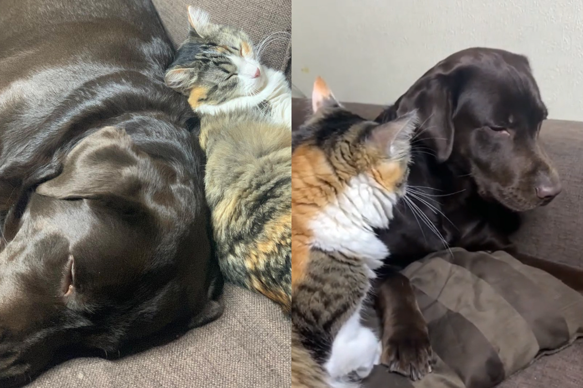 狗狗甩頭反擊，卻被貓咪一巴掌打消念頭。（圖／Instagram、TiKTok@ oskar_and_plusha） 