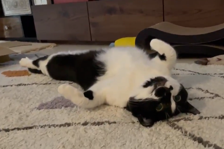 賓士貓張著嘴躺在地上，足足僵了15秒動都不動。（圖／Twitter＠ tongarirooms） 