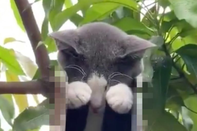 國外一名男子走在路上時，突然驚見一隻貓咪睡在奇怪的地方！（圖／twitter @adreeeeeeee）