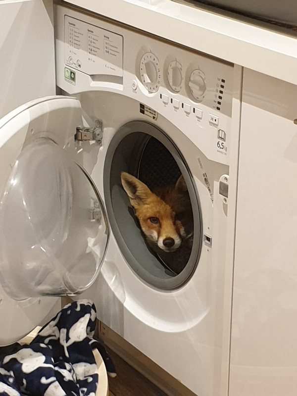 屋主回家驚見洗衣機裡有狐狸？　牠老神在在：回來啦！