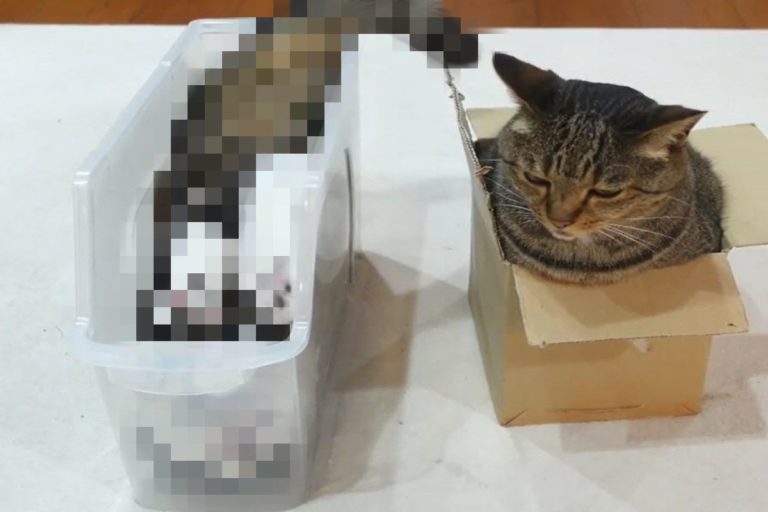 日本一隻貓咪以奇葩姿勢鑽入收納盒裡。（圖／twitter @maruhanamogu）
