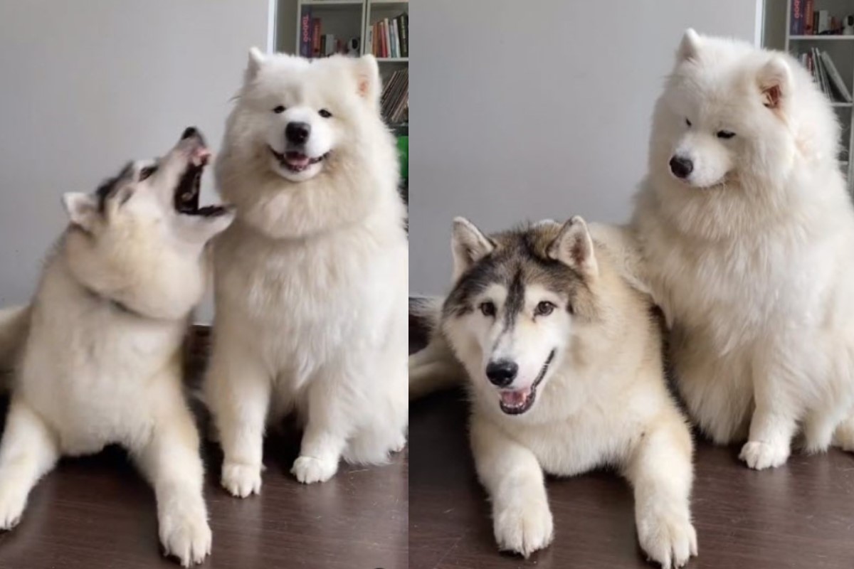 哈士奇一調皮，薩摩耶立刻伸手摸頭讓牠秒安靜！（圖／twitter @teddybearfloofs）