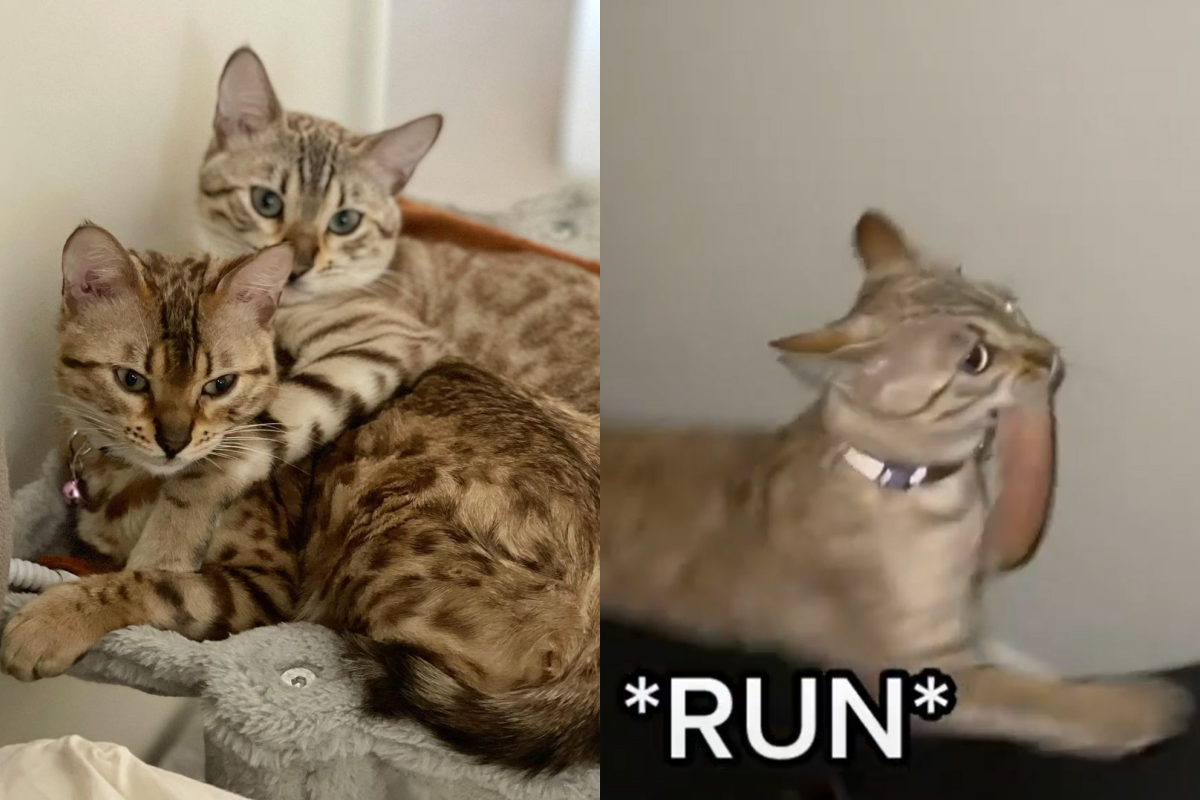 貓咪叼走肉後想跑，卻荒不擇路選上滾輪！（圖／Instagram＠ cattertainment） 