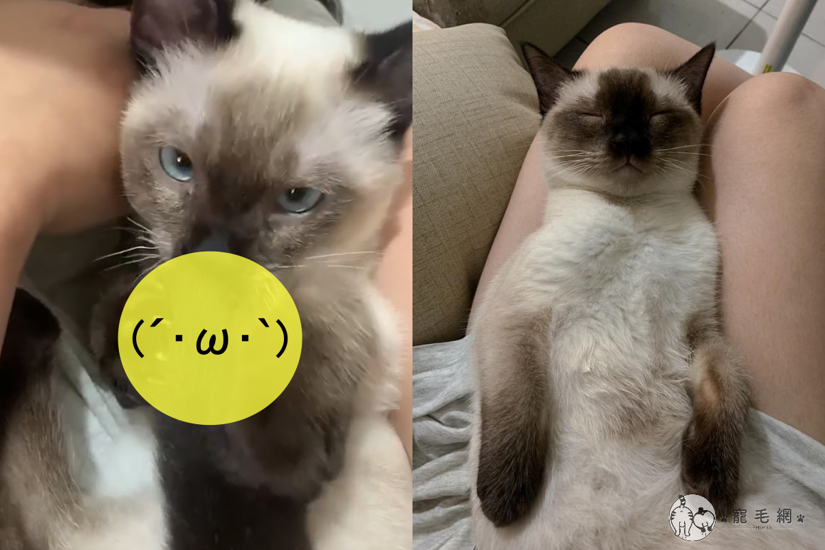 網友Dun Chen家的暹羅貓半歲時，出現「狂吸自己」的特殊習慣。（圖／IG @coco29515授權）