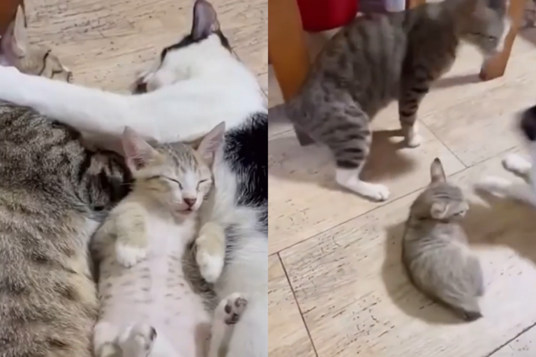 貓咪一家子躺著睡覺，兩隻大貓開始吵架後驚醒了小貓咪。（圖／Instagram＠ hana__kitty） 