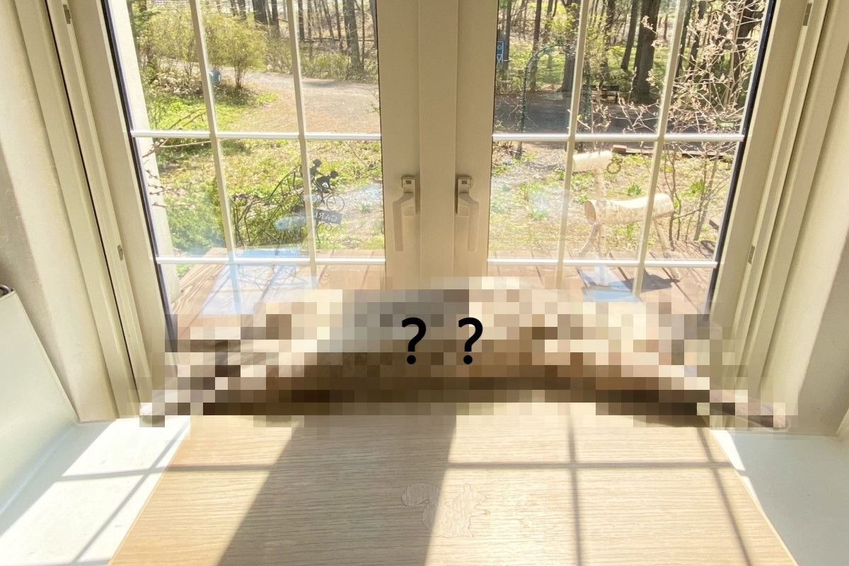 日本一隻貓咪在落地窗前爽睡曬太陽，讓許多網友直呼羨慕！（圖／twitter @wataneko_tsuki）