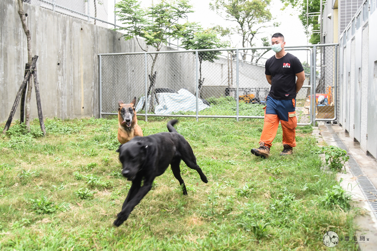 今年4月發生的太魯閣號事故，其實很少人知道曾動員一批搜救犬協助搜救。（圖／陳明安拍攝） 