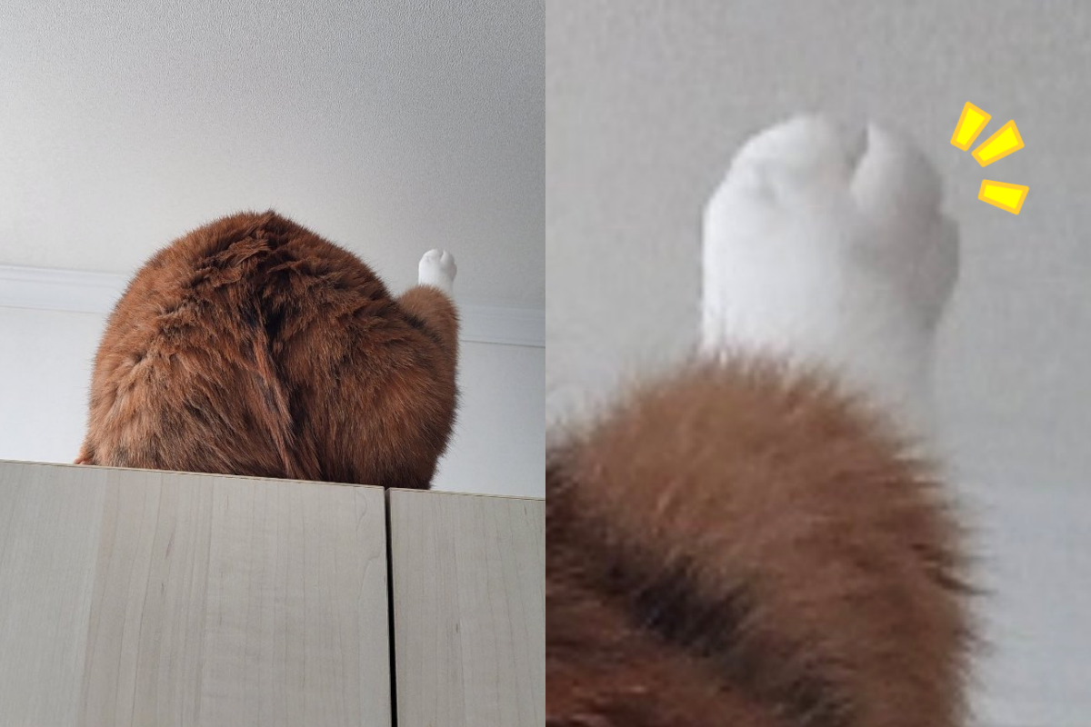 三花貓理毛的背影跟烤雞非常像。（圖／Twitter＠ walnut_is_a_cat）