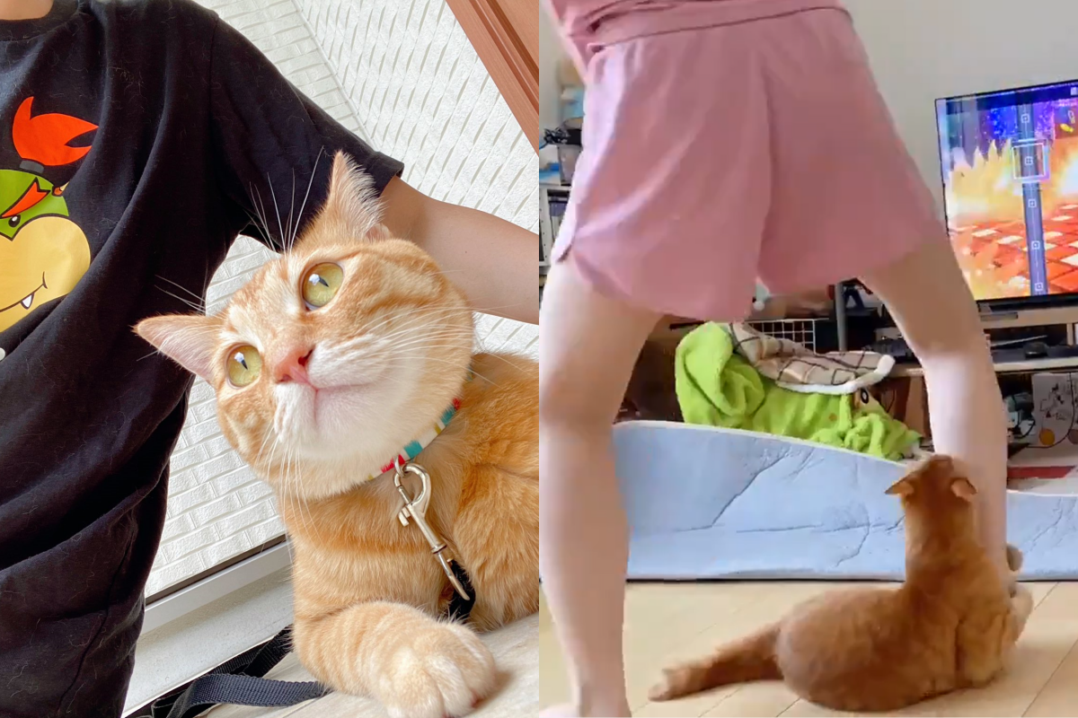 奴才忙著打Switch，貓貓看到後上前增加關卡難度。（圖／Twitter＠ mamity39）