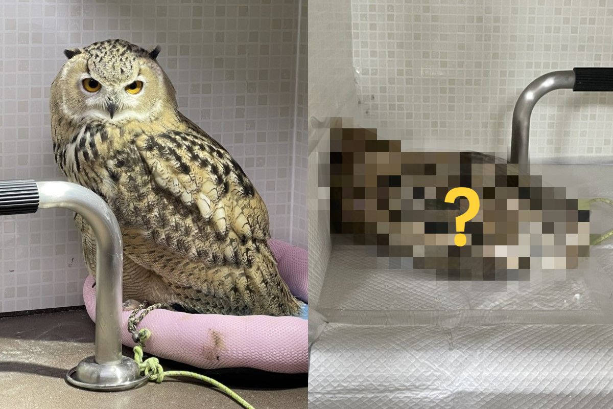 日本一隻貓頭鷹的睡姿讓網友開了眼界！（圖／twitter @se27papa）