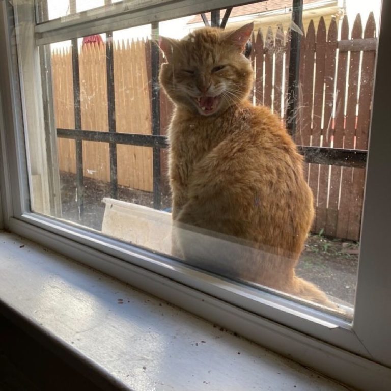 久久未出現的貓咪現身在窗台，但情緒不如以往放鬆。（圖／Instagram＠ littlewanderersnyc）