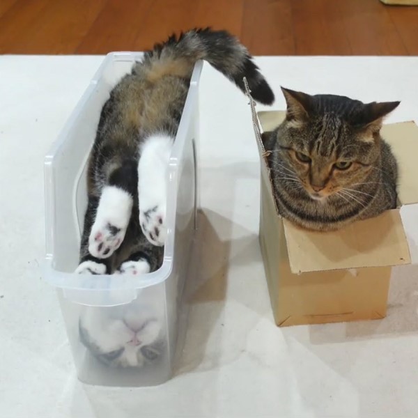 一樣窩盒子大頭貓卻「這動作」　網笑：貓的邏輯好難懂！