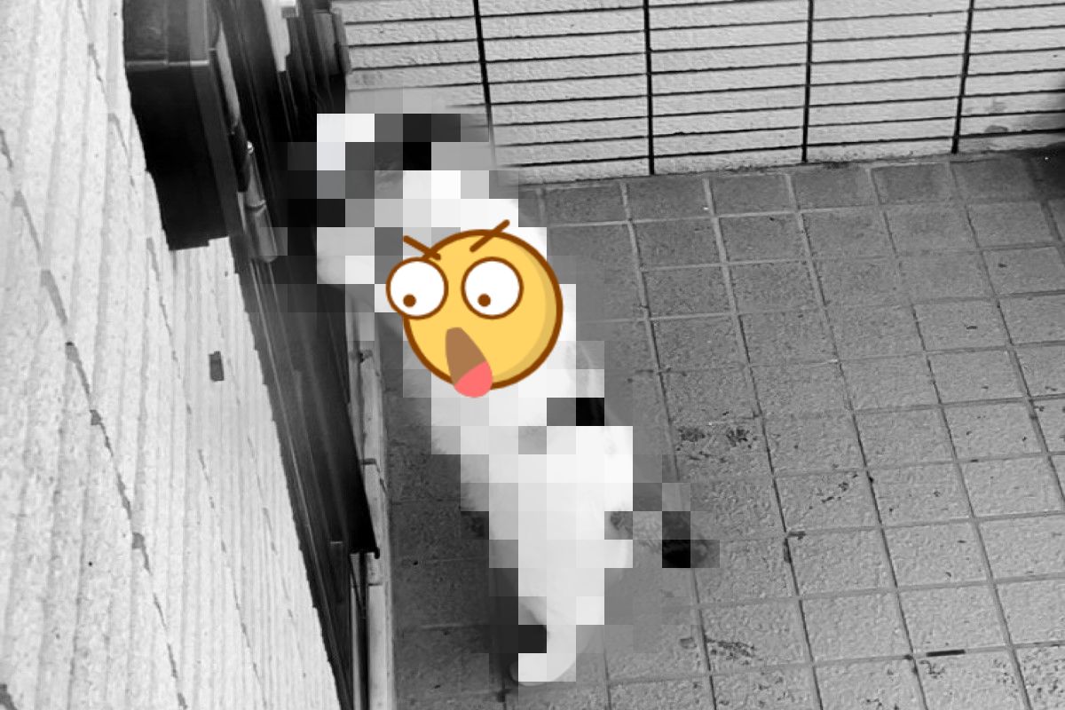 推主日前在家上班時，竟遇到小偷在光天化日之下意圖開門闖入！（圖／twitter @mitoconcon）