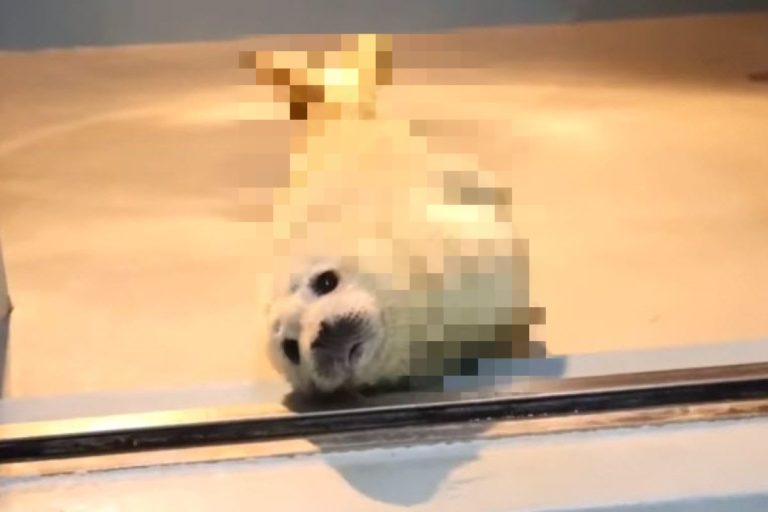 日本一隻海豹寶寶的模樣意外像極了「炸蝦天婦羅」！（圖／twitter @non_hoi_park）