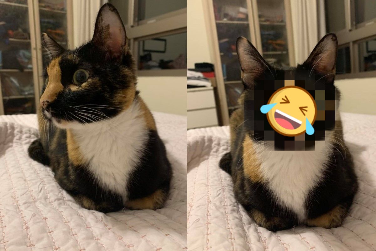 三花貓自備「高光鼻樑」，正面看超逗趣！（圖／網友Yonair Hsu授權提供）