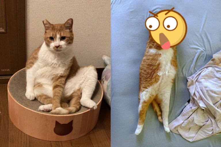 日本一隻橘白貓日前睡成「木乃伊」！（圖／twitter @mitoconcon）
