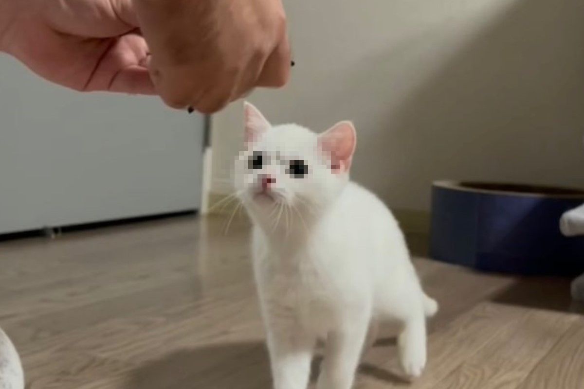 小白貓的玩具壞掉，奴才正在修理，牠卻站著「皺眉頭」緊盯！（圖／twitter @wataneko_tsuki）