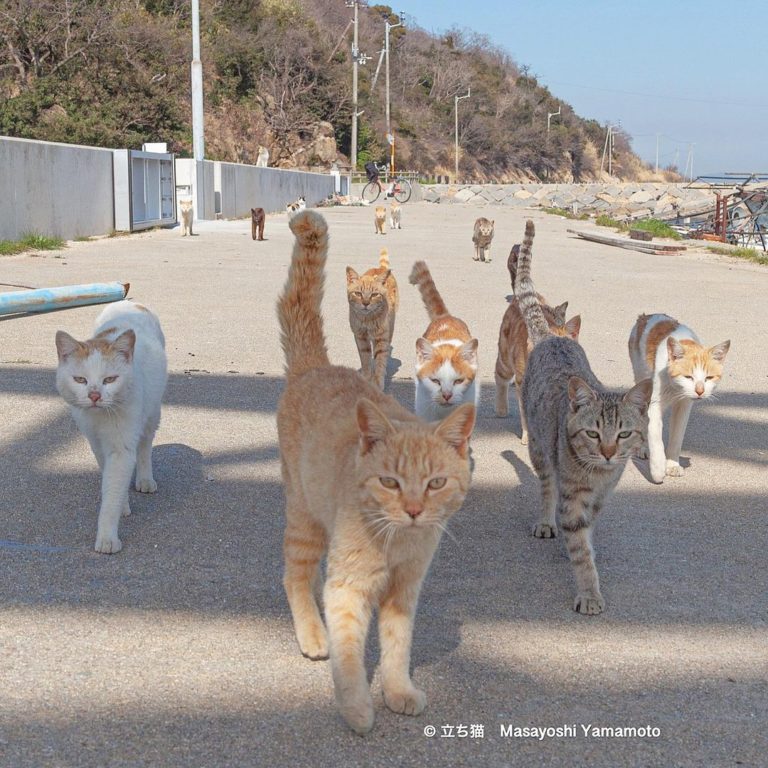 貓咪幫派出巡，誰敢擋牠們！（圖／Instagram＠ tachineko.ym）