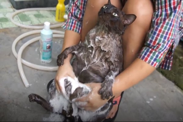 影／黑貓洗澡露大肚腩　奴才上搓下洗牠一臉享受：舒服啊！