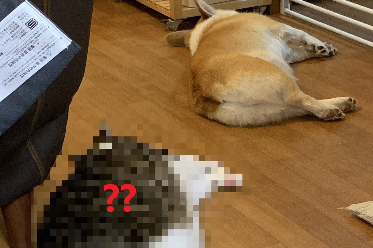 日本一名推主家的地板日前出現「神複製」的景象，網友仔細一看卻全都歪樓笑噴！（圖／twitter @AkimatutiX）