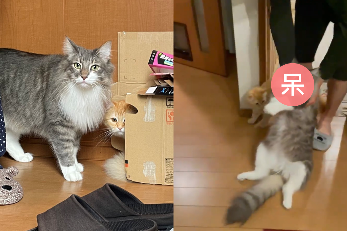貓皇半夜跑來跑去，奴才不堪其擾將牠拖出房間。（圖／Twitter＠ NEKOLAND13） 
