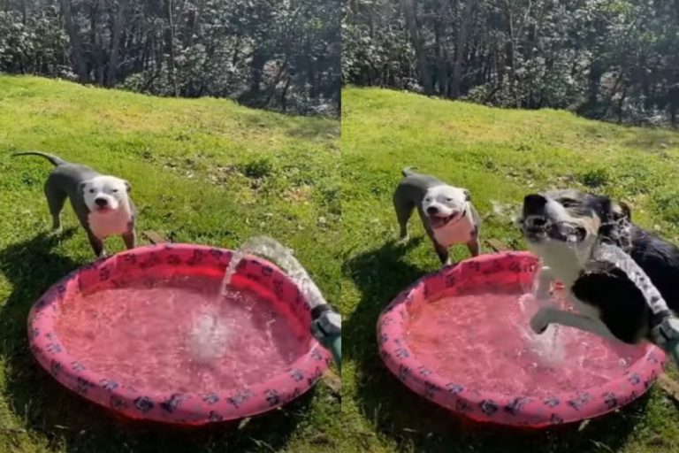 狗狗站水池前喝水同伴卻瘋狂飛躍　網笑：這樣比較好喝？
