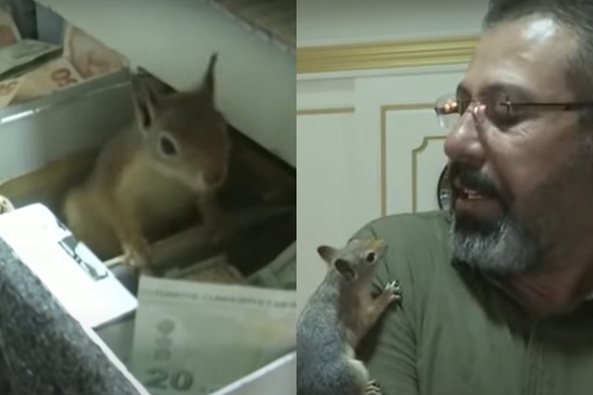 松鼠獲救後主動幫主人顧收銀機，若有陌生人想動裡面的錢，牠會立刻採取行動！（圖／Youtube＠ Arirang News）