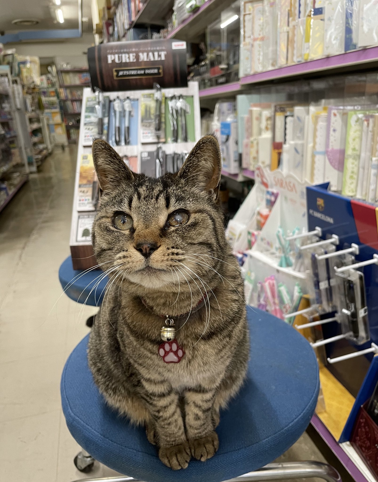 這是文具店的店長貓咪「島子」。（圖／Twitter＠ nyannendo）