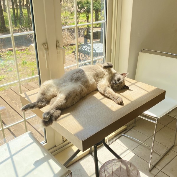 貓咪大字形躺窗前「行光合作用」　網羨：好想當牠！