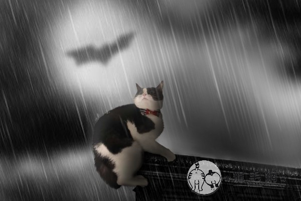 貓咪的志願是當「蝙蝠俠」　奴嘆：有人能幫牠Ｐ高譚市嗎？