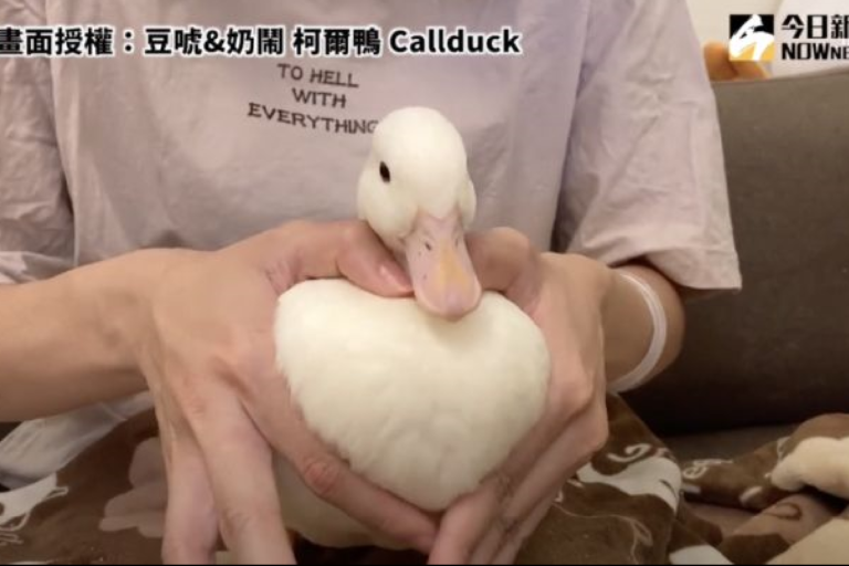 可愛的寵物鴨，被主人秒變「愛心鴨胸」。（圖／豆唬&奶鬧 柯爾鴨 Callduck授權）