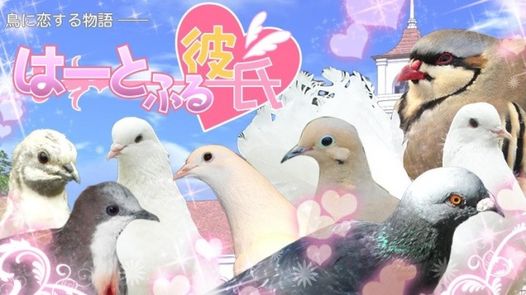 日本超狂鴿子戀愛遊戲下架　男主角們全都是鴿子
