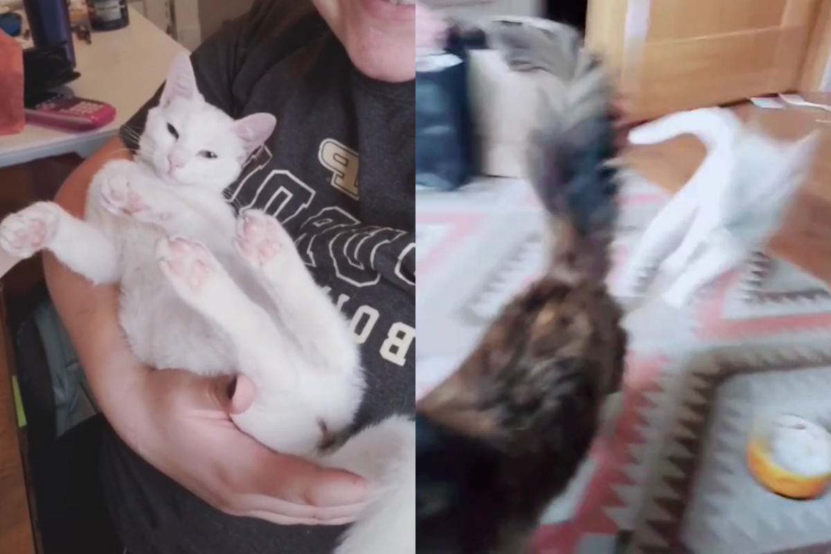 奴才叫個性溫柔的貓咪來身邊，遠處的白貓聽到吃醋，搶先一步衝向奴才。（圖／TiKTok＠ itsselenr） 