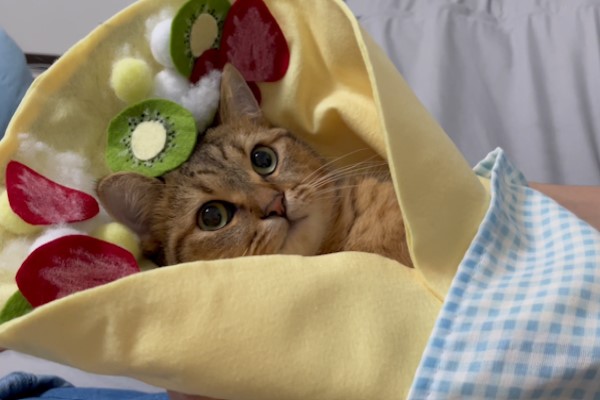 萌貓「喵喵可麗餅」還被加料　網笑：看起來好欠吃！