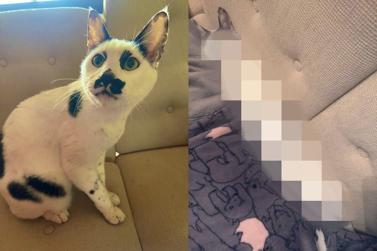 貓咪睡在沙發縫隙中，塞好塞滿的模樣非常可愛！（圖／Twitter＠ t0yt0t） 