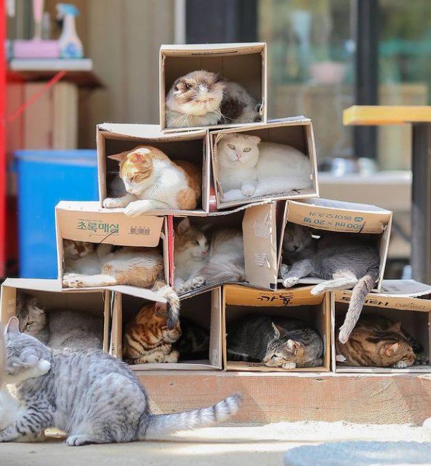 歡迎來到貓貓的紙箱公寓！（圖／Instagram＠ catlover_garden）