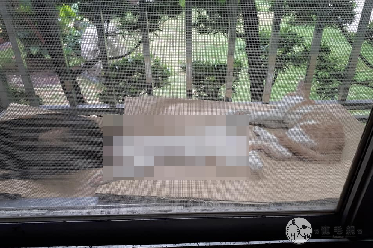 大雨濛濛，三隻浪貓鑽進網友家窗台躲雨。（圖／貓咪社團網友授權提供）