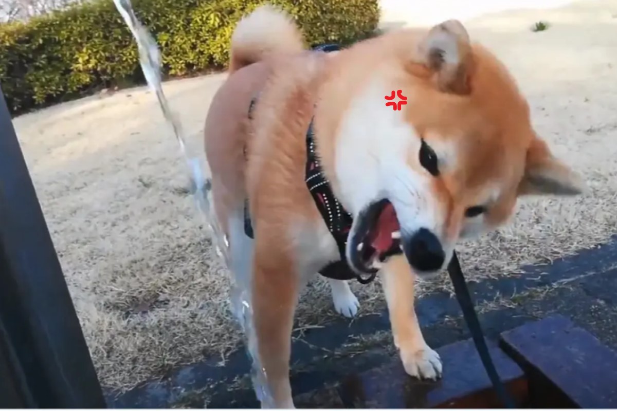 柴柴在公園喝水，張大嘴巴卻越離越遠！（圖／twitter @chibiko20190705）