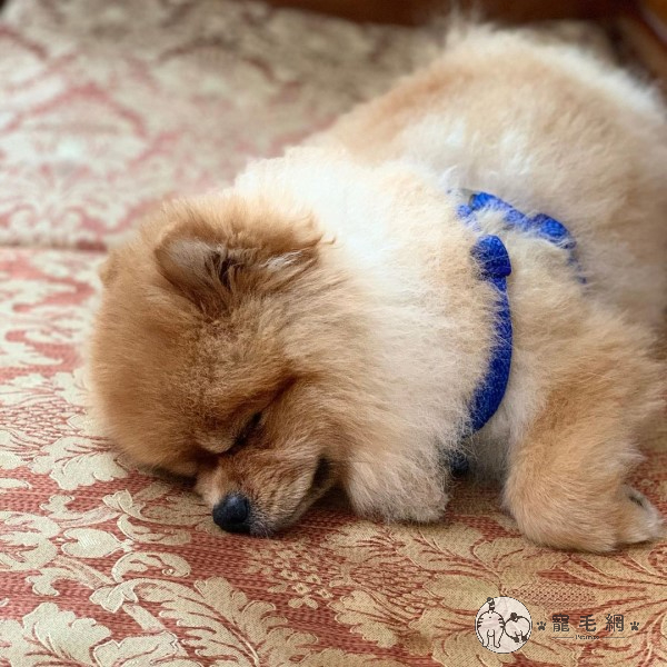 蔡菜睡昏在地上，睡臉相當可愛！（圖／Instagram@ tsai_tsai_1020授權提供）