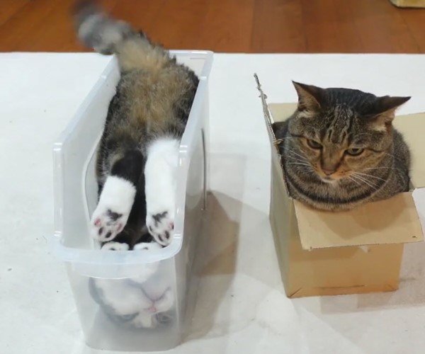 一樣窩盒子大頭貓卻「這動作」網笑：貓的邏輯好難懂！